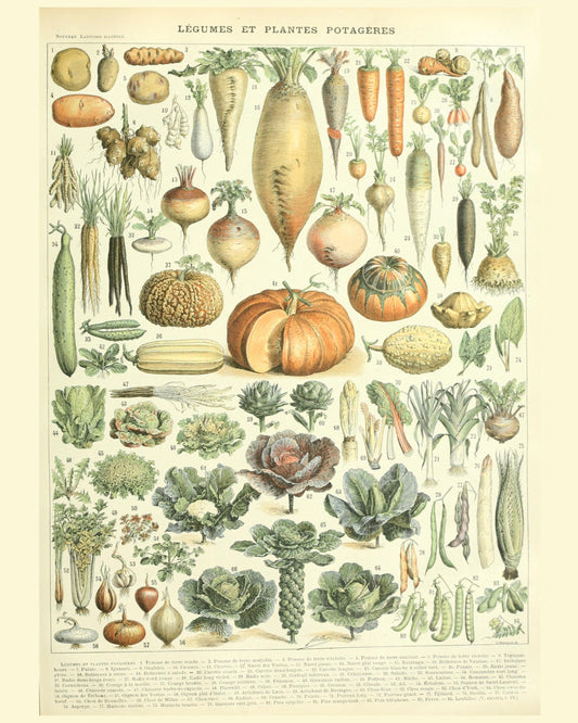 Vintage Vegetables Botanical Print