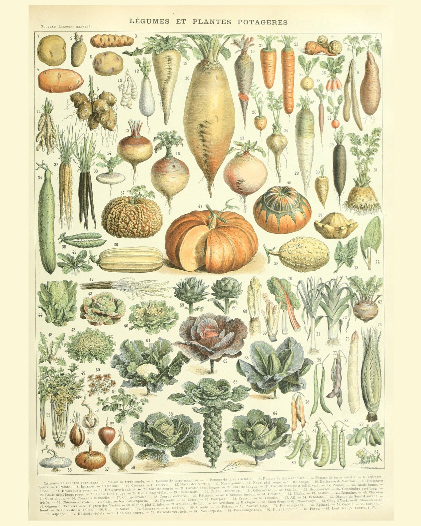 Vintage Vegetables Botanical Print