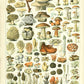 Vintage Mushrooms Botanical Print at Home Art