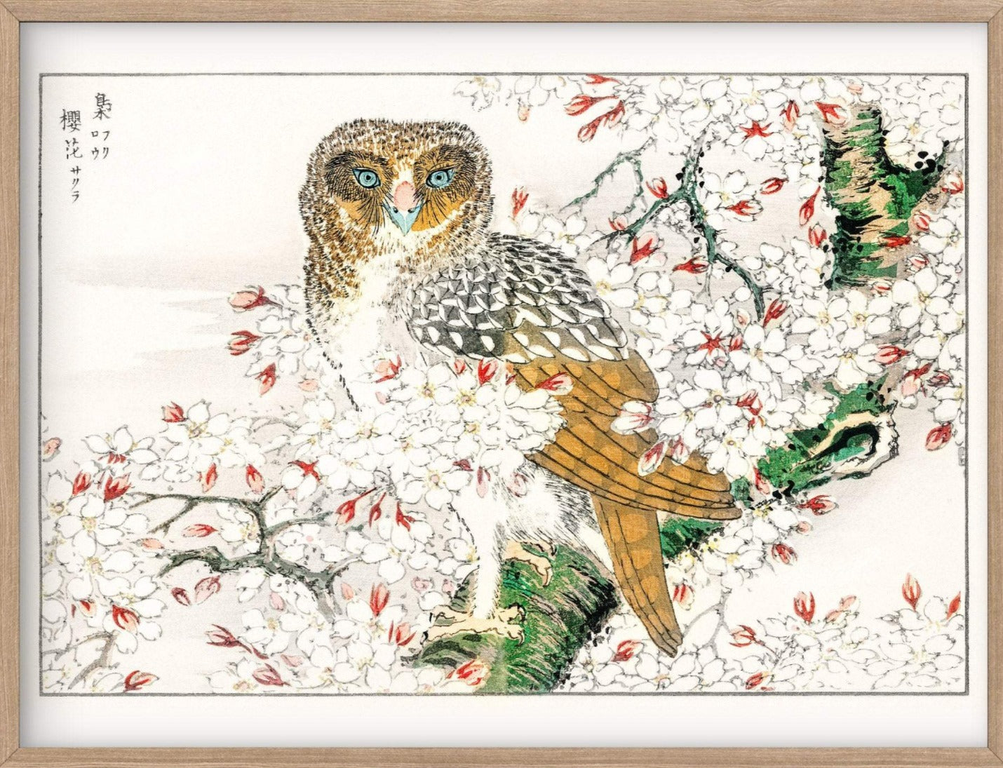 Short-eared Owl and Cherry Flower (1885) by Numata Kashu