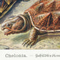 Chelonia by Ernst Haeckel