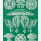 Discomedusae II - Green Jellyfish, by Ernst Haeckel