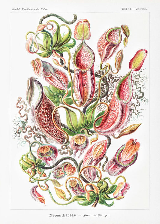 Tropical Plants (Nepenthaceae–Kannenpflanzen) by Ernst Haeckel