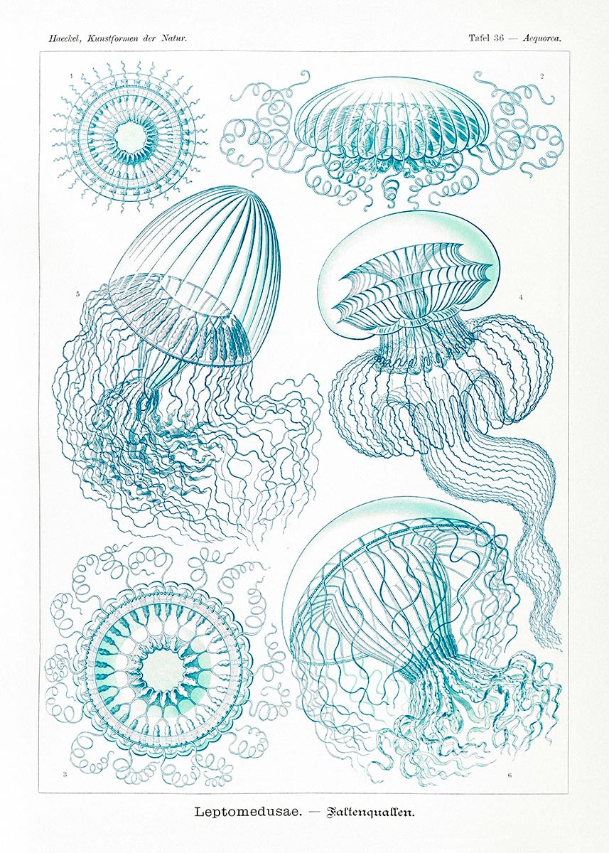 Leptomedusae by Ernst Haeckel