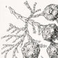 Coniferae–Bapfenbäume by Ernst Haeckel