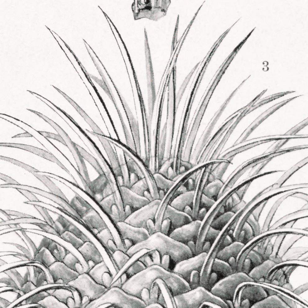 Coniferae–Bapfenbäume by Ernst Haeckel