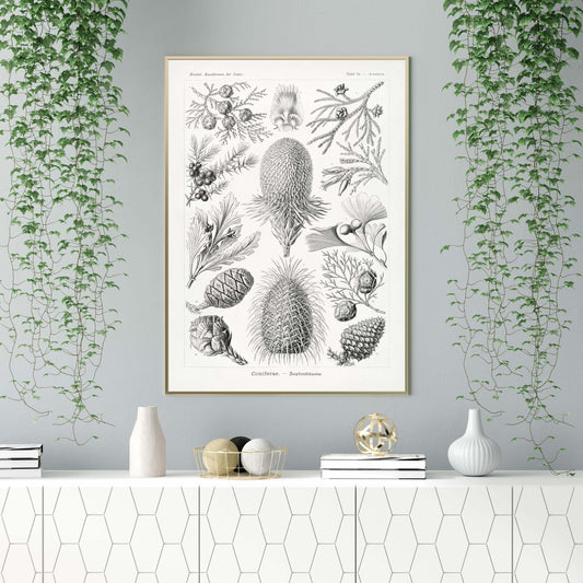 Ernst Haeckel Wall Art - Coniferae by Ernst Haeckel Poster