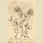 Oak Branch Rousseau Exhibition Poster