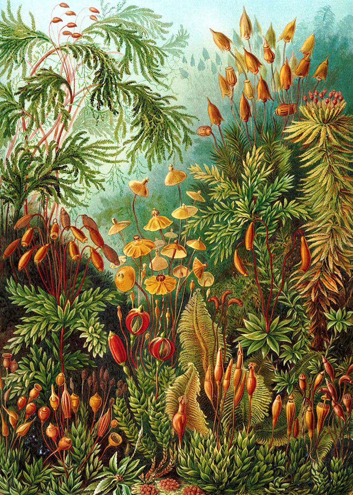 Botanical Haeckel with Banana Set of 3 Prints
