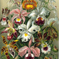 Botanical Haeckel Set of 3 Prints
