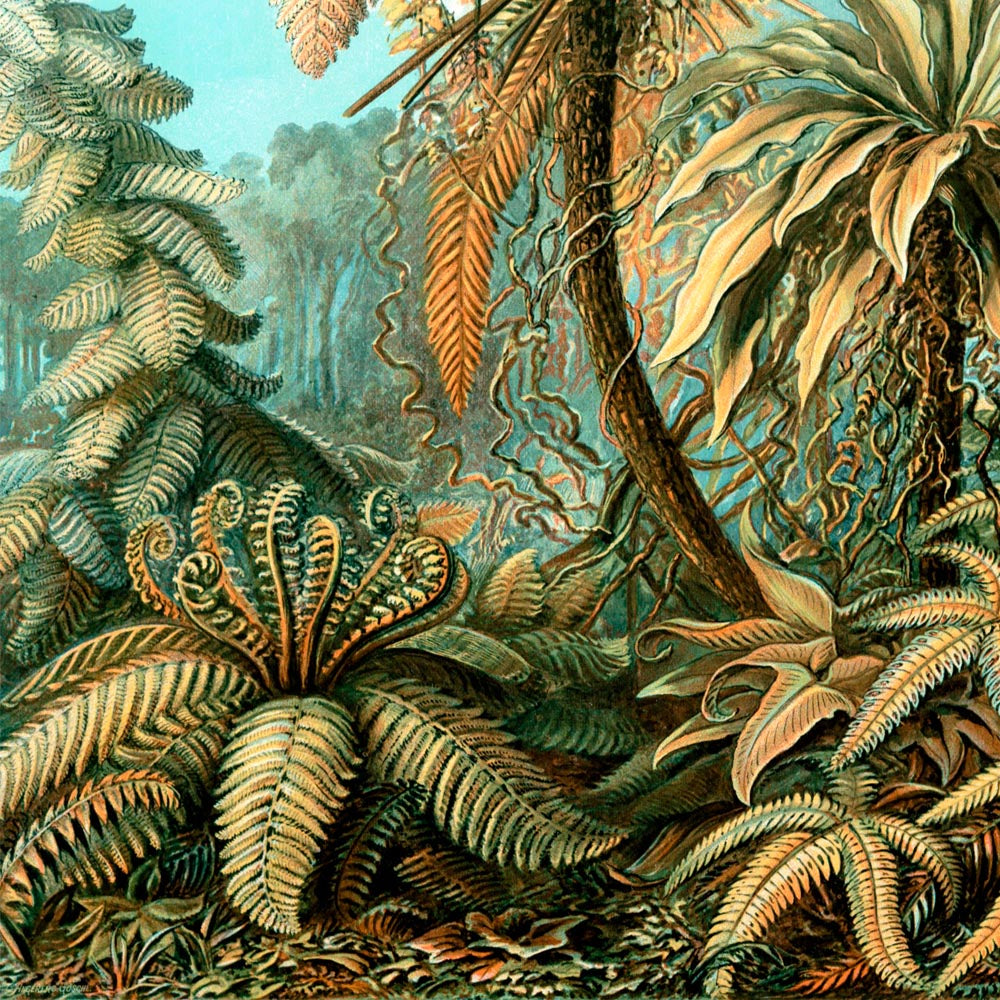 Botanical Haeckel Set of 3 Prints