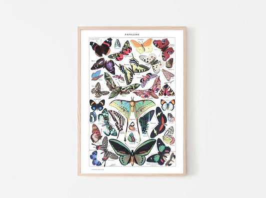 Vintage Butterfly Print at Home Poster- Adolphe Millot Digital Download