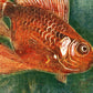 Vintage Veil Tale fish | Goldfish and aquarium wall decor | Color woodcut print | Art deco art | Giclée fine art print | Eco-friendly gift