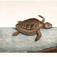 Antique Turtle art | 1754 Mark Catesby print | Natural history illustration | Water, ocean animal | Modern vintage décor | Eco-friendly gift