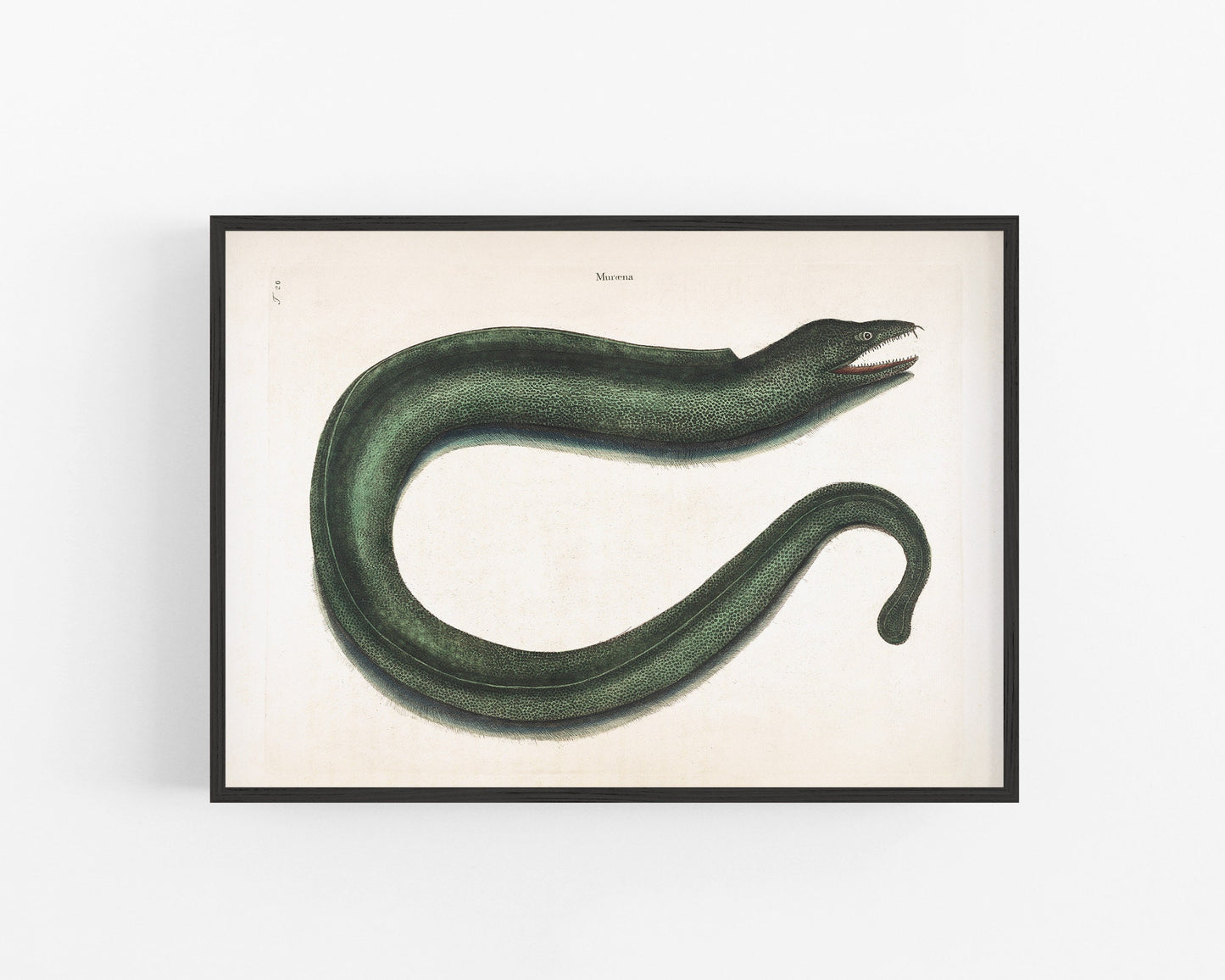 Antique eel art | 18th century Mark Catesby | Natural history illustration | Water, ocean animal | Modern vintage décor | Eco-friendly gift