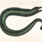 Antique eel art | 18th century Mark Catesby | Natural history illustration | Water, ocean animal | Modern vintage décor | Eco-friendly gift