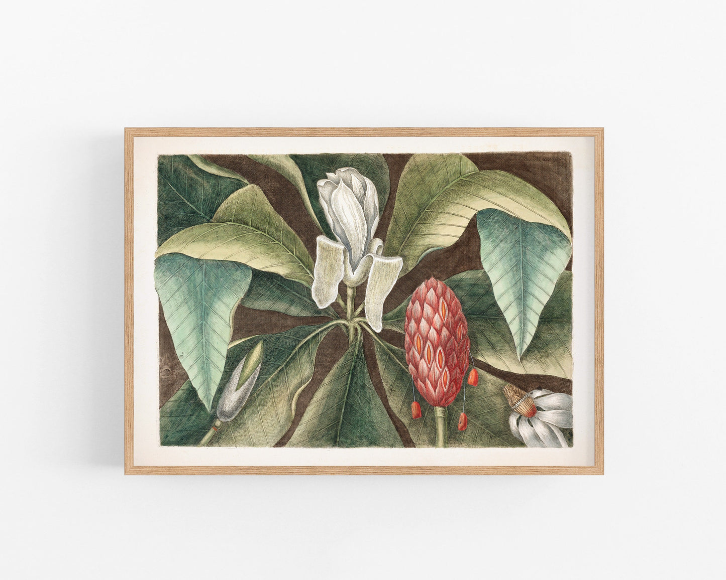 Antique magnolia tree art | 18th century Mark Catesby | Natural history illustration | Modern vintage décor | Eco-friendly gift