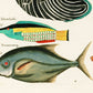Colorful vintage fish | 18th century natural history | Ocean, aquarium, tropical animal life illustration |  | Eco-friendly gift