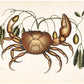 Land Crab by Mark Catesby