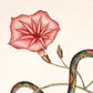 Bead snake & Virginian potato | 18th century Mark Catesby | Natural history of Carolina art | Modern vintage décor | Eco-friendly gift