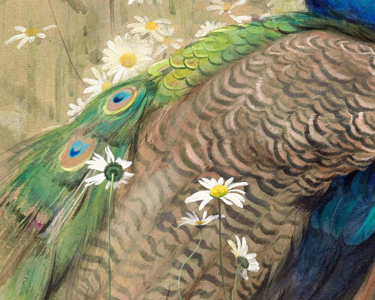 Vintage peacock in daisies print | Decorative bird fine art | Marguerites flowers painting | Bird and flower wall art | Exotic animal art