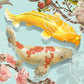 Japanese Koi Fish Poster