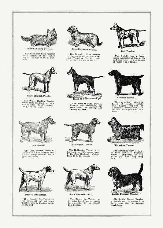 Dog Breeds Poster I from The Open Door to Independence (1915) by Thomas E. Hill