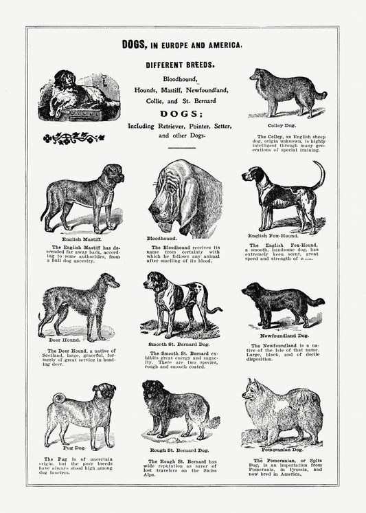 Dog Breeds Poster II from The Open Door to Independence (1915) by Thomas E. Hill