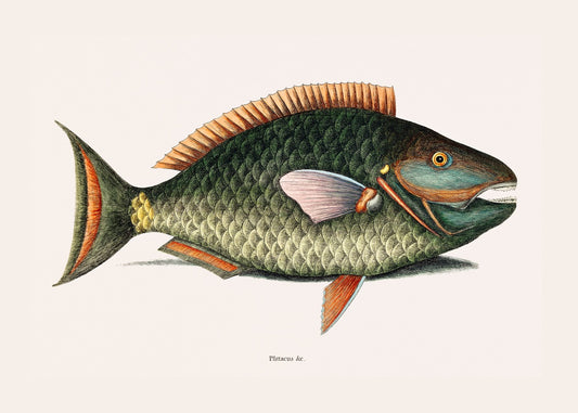 Parrot Fish (Psittacus Piscis Viridis), 1754, by Mark Catesby
