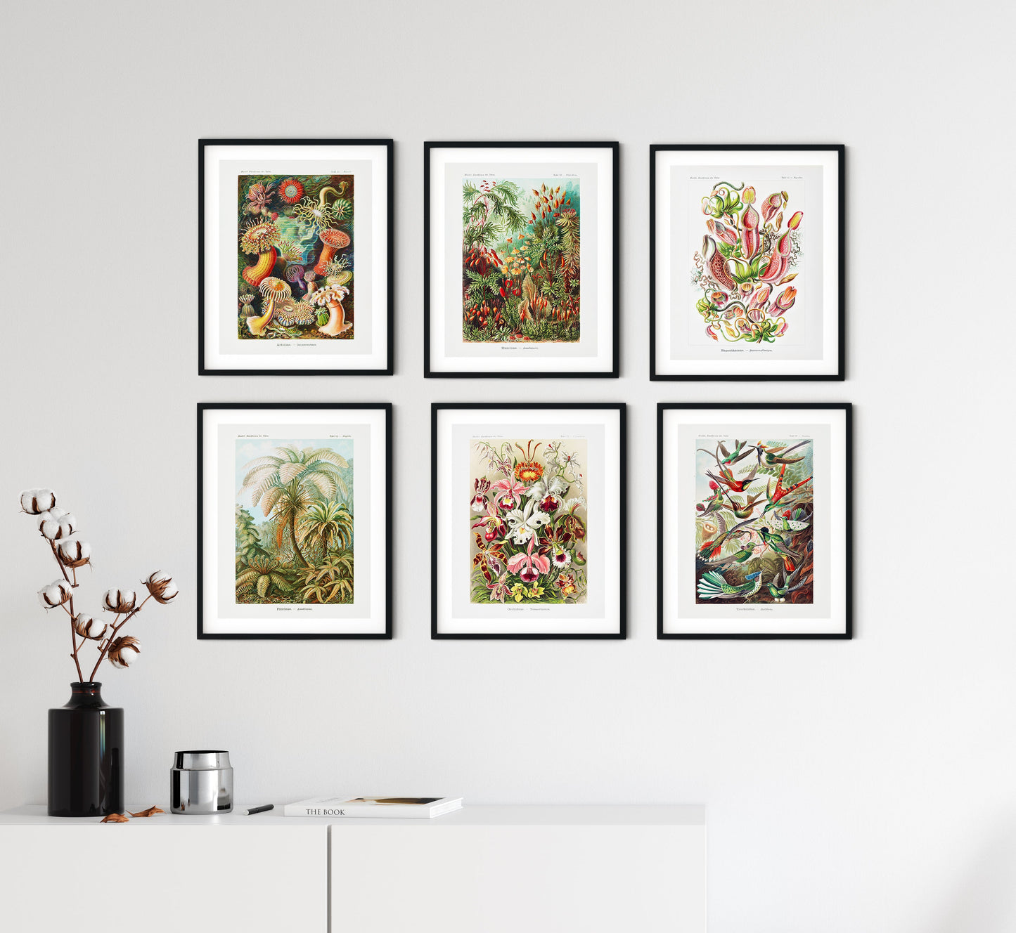 Ernst Haeckel Biology & Botany - Set of 6 Art Prints