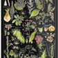 Dangerous Plants A (Plantes Dangereuses A) by Adolphe Millot