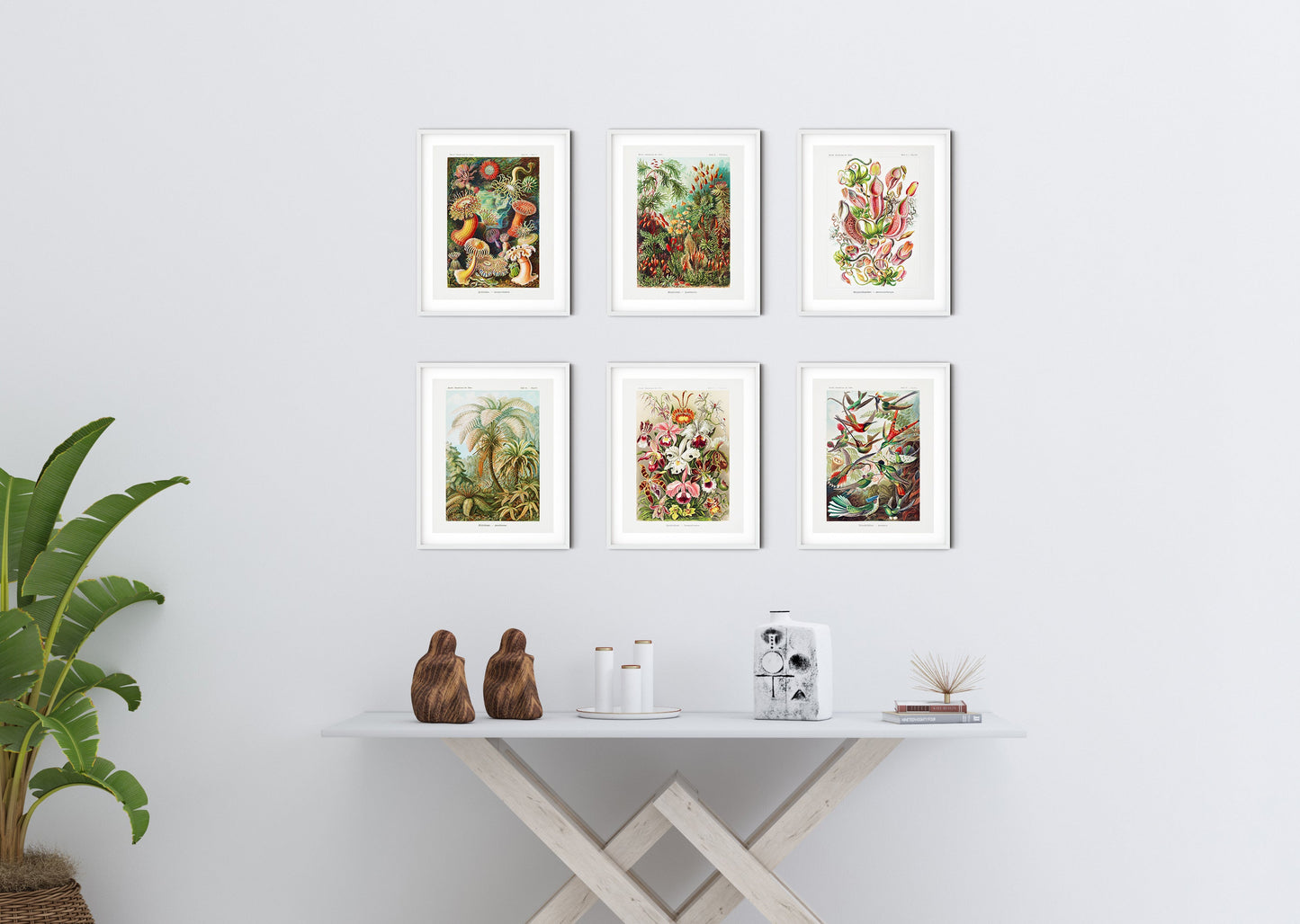 Ernst Haeckel Biology & Botany - Set of 6 Art Prints