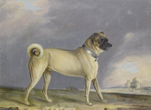 A Pug Dog (1802)