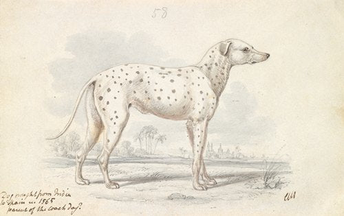 Parent of the Modern Coach Dog – Turnspit Dog (1837)