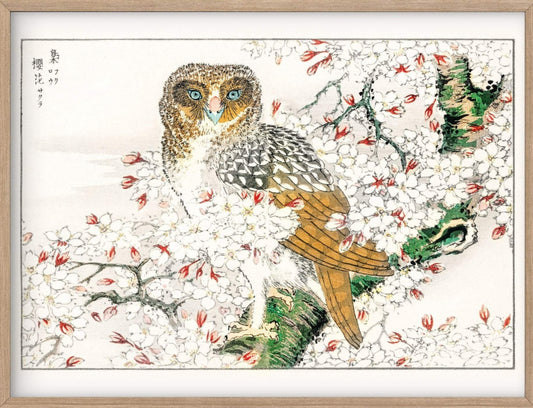 Short-eared Owl and Cherry Flower (1885) by Numata Kashu