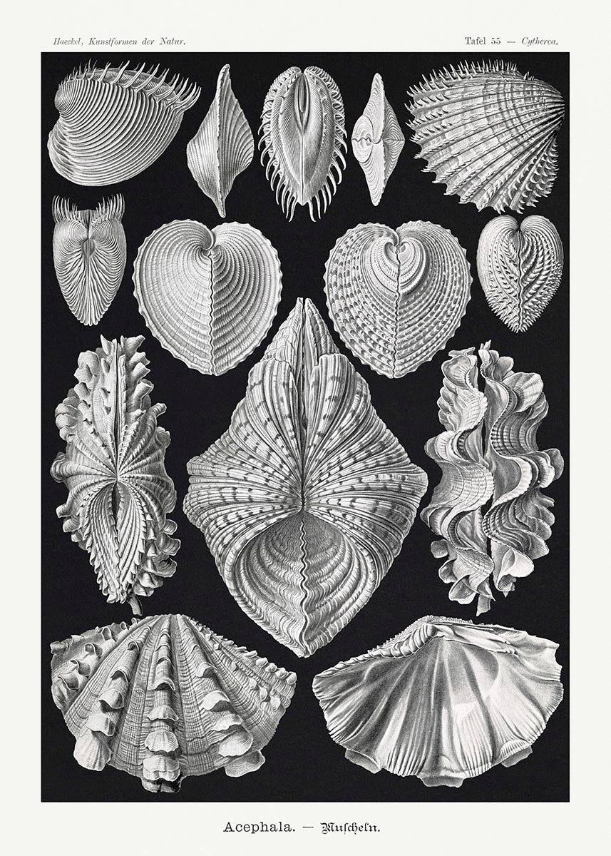 Acephala by Ernst Haeckel Poster