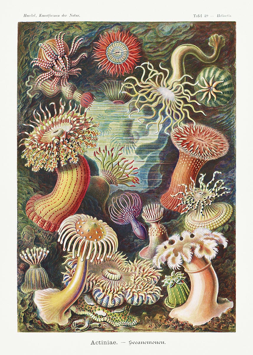 Sea Anemone I (Actiniae–Seeanemonen) by Ernst Haeckel