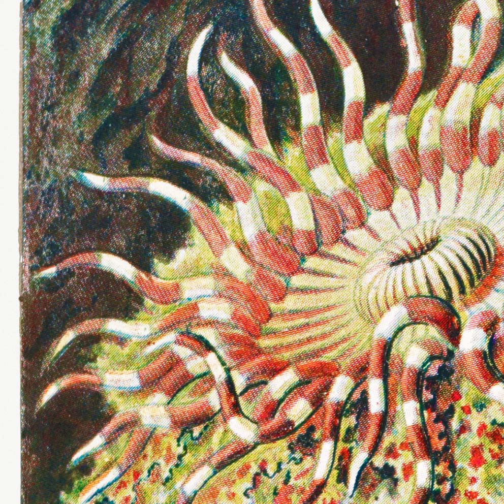 Haeckel Ernst – Sea Anemone (Actiniae–Seeanemonen) Frill I by