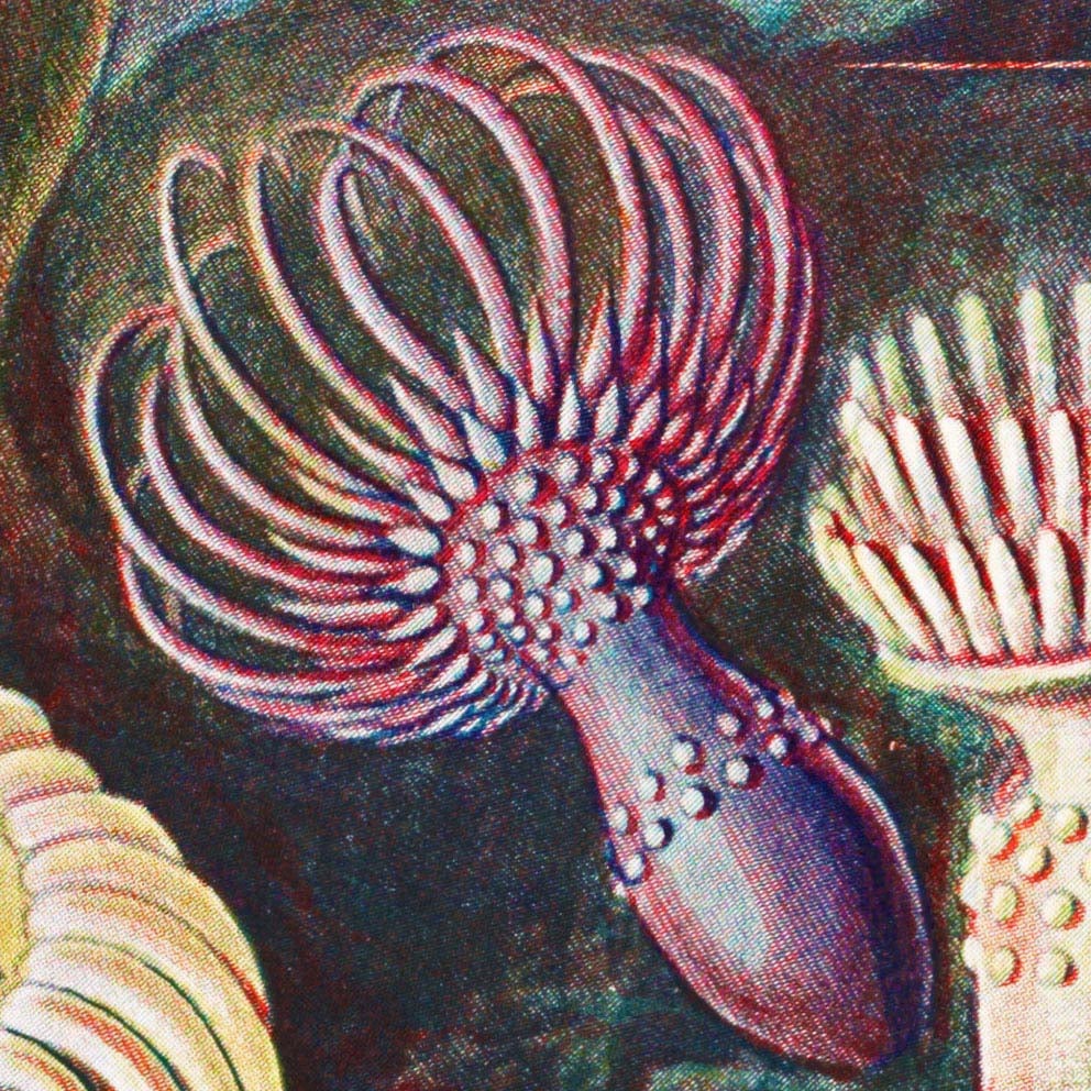 Sea Anemone I (Actiniae–Seeanemonen) by Ernst Haeckel – Frill