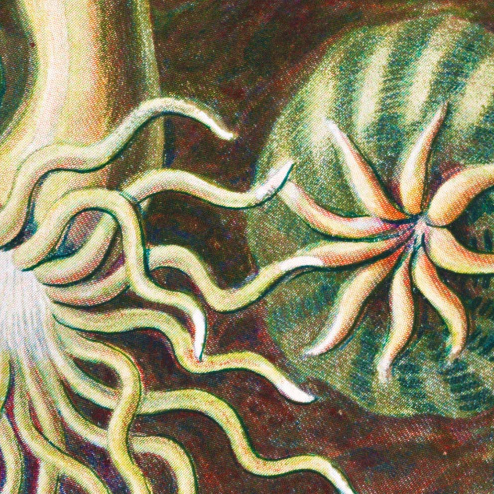 Sea Anemone I (Actiniae–Seeanemonen) by Ernst Haeckel – Frill