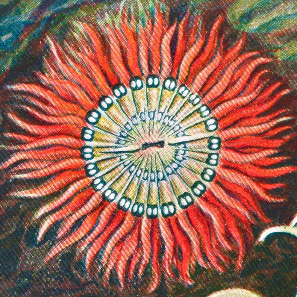 Anemone by (Actiniae–Seeanemonen) Haeckel Ernst Sea I Frill –
