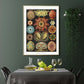 Ernst Haeckel Wall Art - Ascidiae Colourful Corals Embryology by Ernst Haeckel Poster with borders