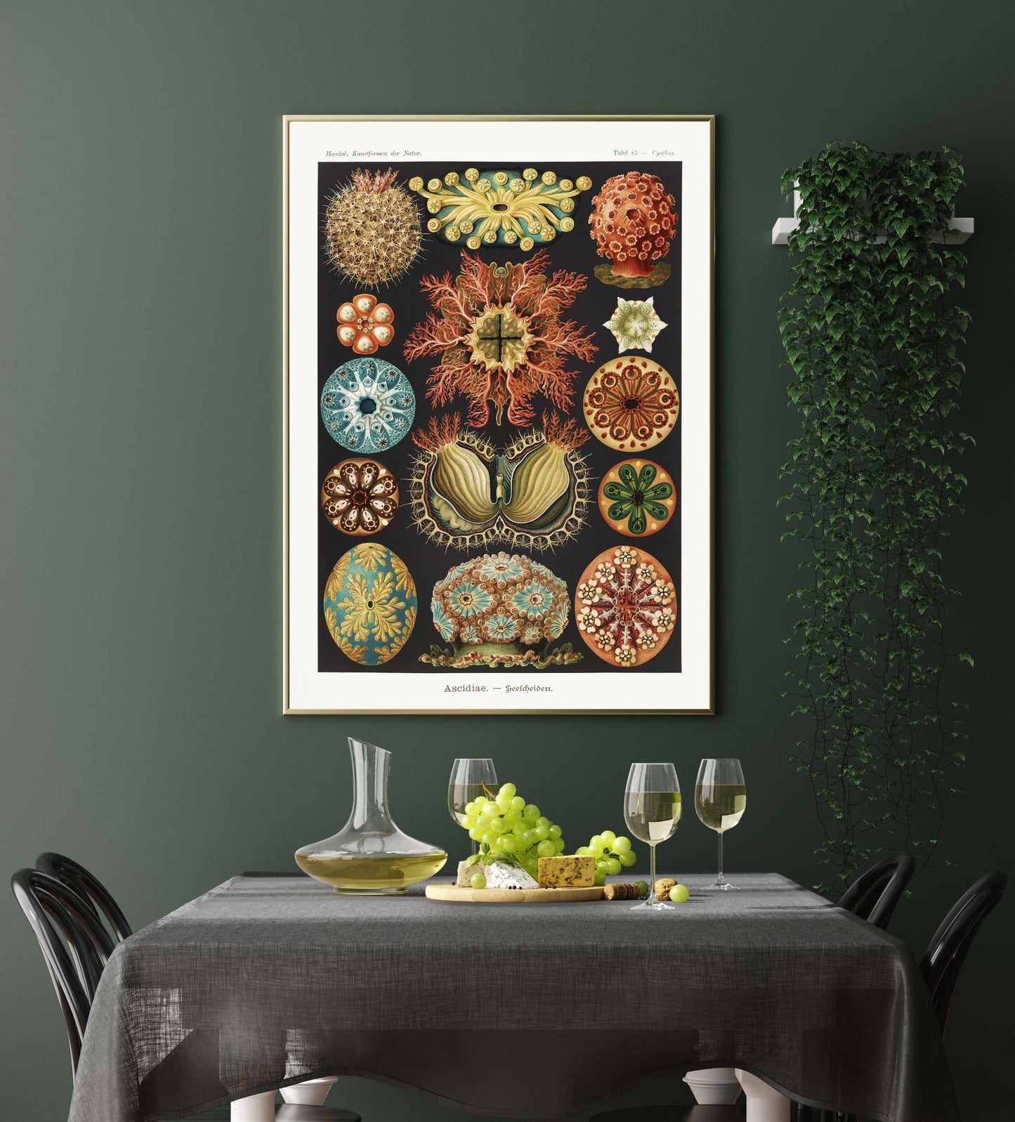 Ernst Haeckel Wall Art - Ascidiae Colourful Corals Embryology by Ernst Haeckel Poster with borders