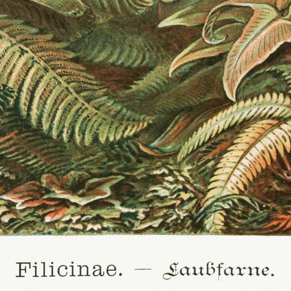 Palm Tree I (Filicinae–Laubfarne)  by Ernst Haeckel