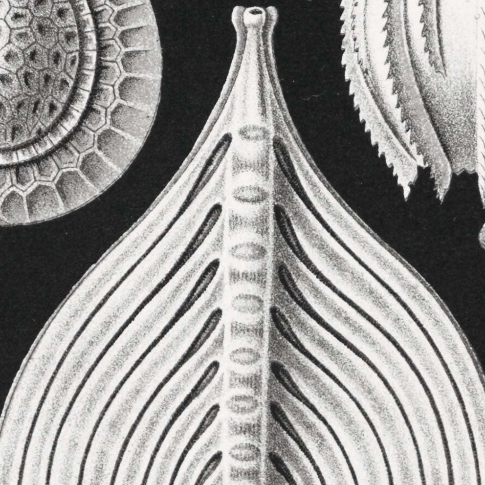 Thalamophora by Ernst Haeckel