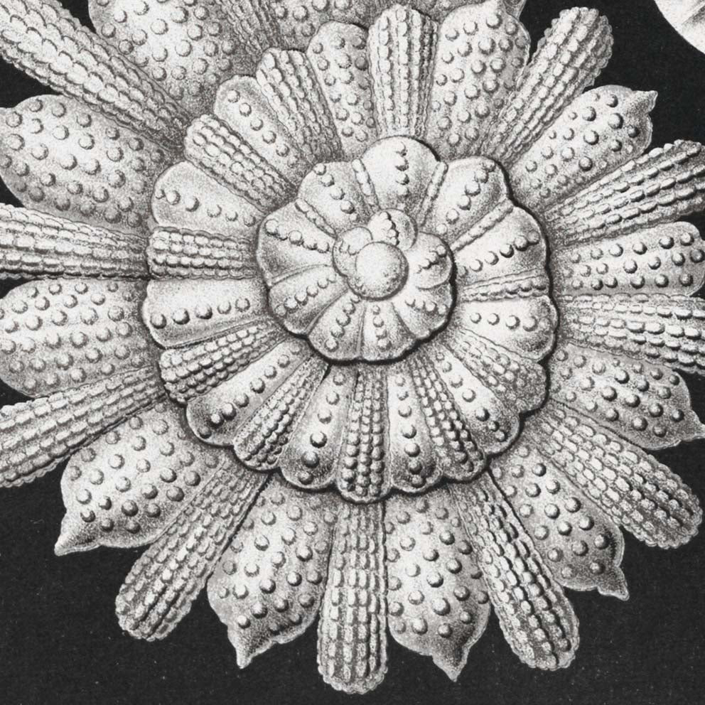 Thalamophora by Ernst Haeckel