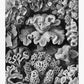 Hexacoralla I by Ernst Haeckel