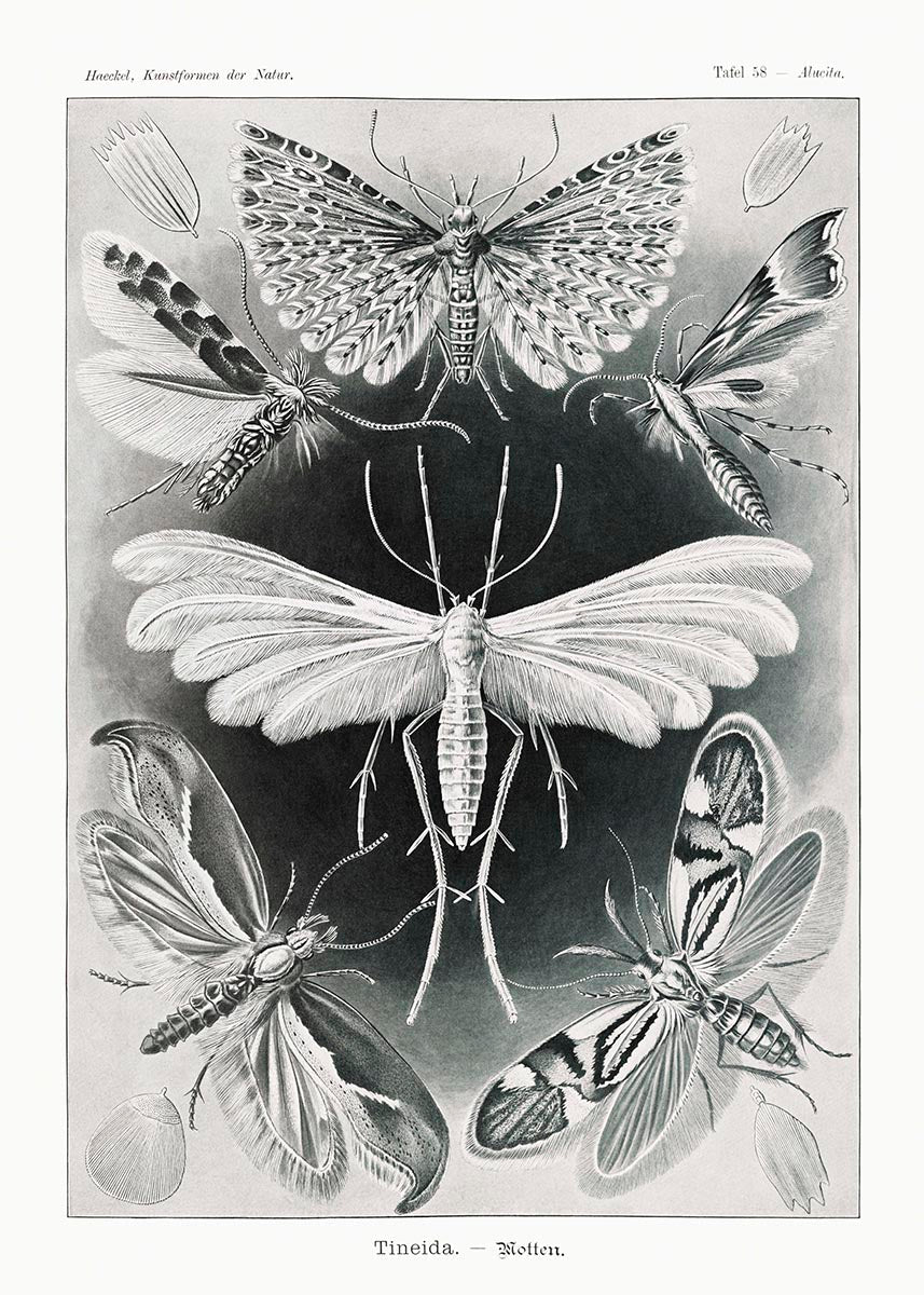 Tineida Moths by Ernst Haeckel