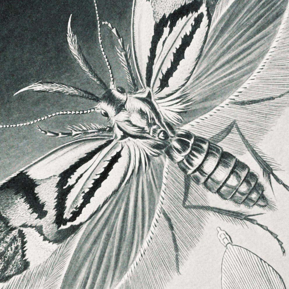 Tineida Moths by Ernst Haeckel