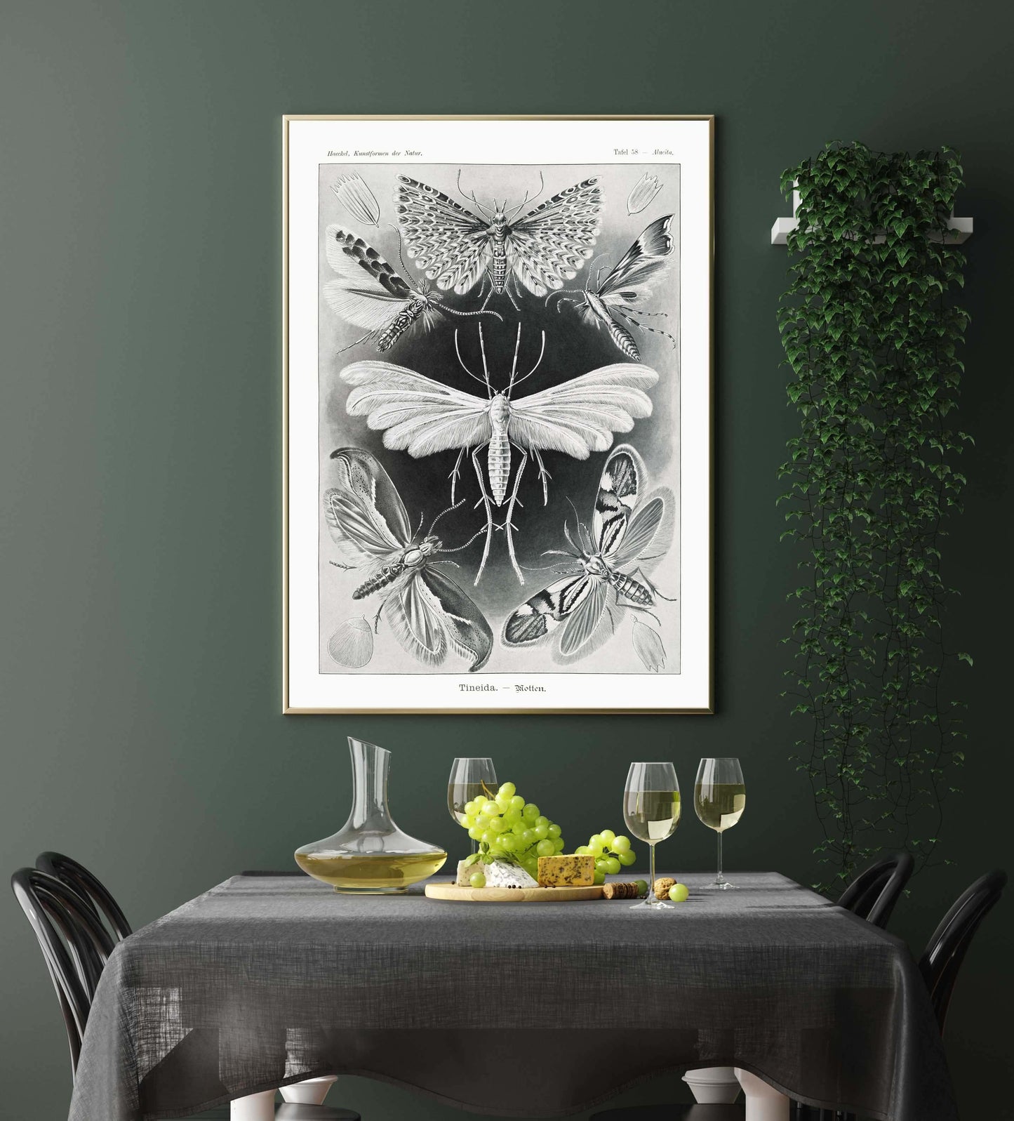 Ernst Haeckel Wall Art - Tineida Moths by Ernst Haeckel Poster